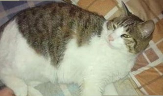 警花张津瑜再陷“厕所门”风波，视频细节引发热议